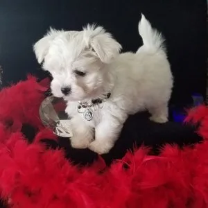 Akc registered pure maltese for sale