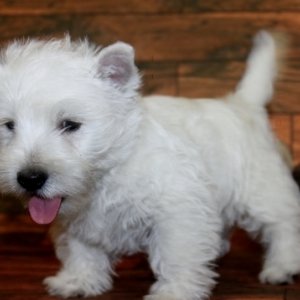 Akc reg westie puppies