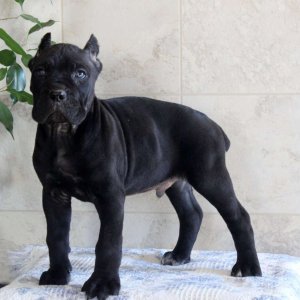 Home raised cane corso puppies for sale
