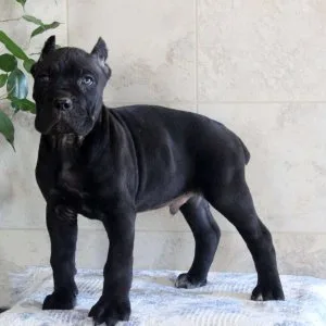 Home raised cane corso puppies for sale