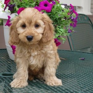 Ckc reg cockapoo puppies