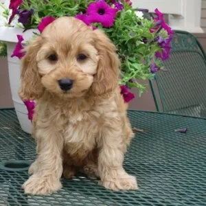 Ckc reg cockapoo puppies