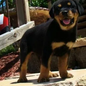 Akc reg rottweiler puppies