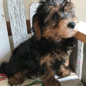 Cutest yorkie-poo puppies