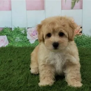 Ckc registered maltipoo for sale