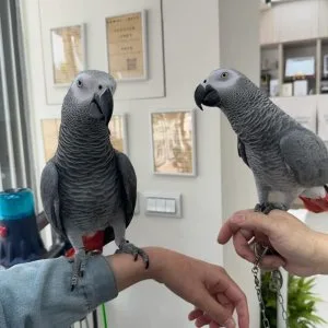 African grey parrots & parrot eggs for sale