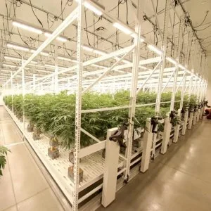 Mobile vertical grow rack system