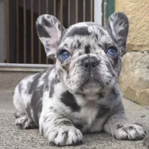 #bulldogfrancés #frenchiesdisponibles