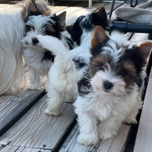 ¡bebés yorkie listos para adoptar