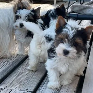 ¡bebés yorkie listos para adoptar