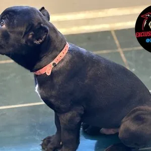 🐶 cane corso babies – protective, playful & perfect