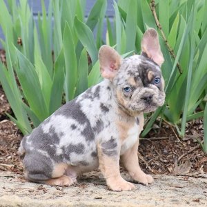¿buscas un frenchie adorable y bien cuidado?