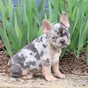¿buscas un frenchie adorable y bien cuidado?