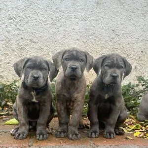 💪 strong, smart, and sweet — cane corso puppies available