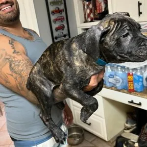 Loyal family guardians – cane corso puppies for sale