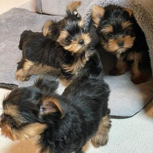 ¡pequeños, pero con mucho amor