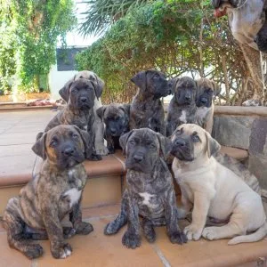 🐾 cane corso puppies ready for new homes 🐶