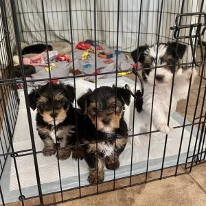 Cachorritos yorkie listos para sus nuevos hogares