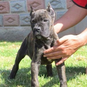 🖤 cane corso puppies – where power meets loyalty