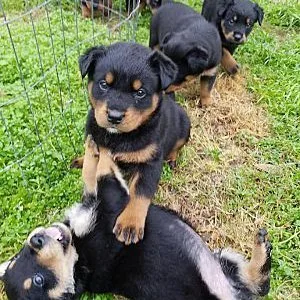 🏡 bring home a guardian — rottweiler puppies for sale