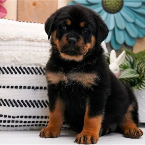 Purebred rottweiler puppies with big hearts & strong builds