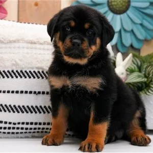 Purebred rottweiler puppies with big hearts & strong builds