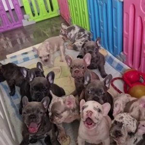 ¡cachorros bulldog francés listos para adoptar