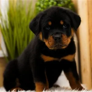🐾 rottweiler puppies ready for their forever homes 🐶