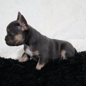 Looking for a frenchie full of love and personality?