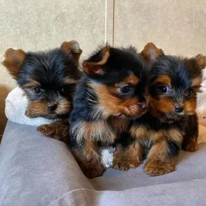 ¡yorkies pequeñitos y amorosos disponibles