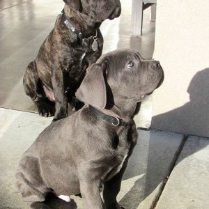 📢 now available: registered cane corso puppies with papers
