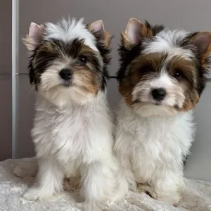 Mini yorkies llenos de amor 💕