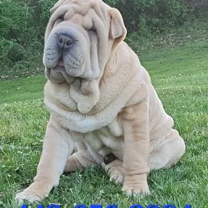 Stunning shar-pei pup ready to go home