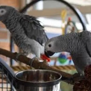 African grey for sale