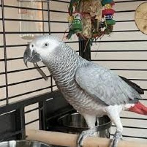 African grey parrots for sale