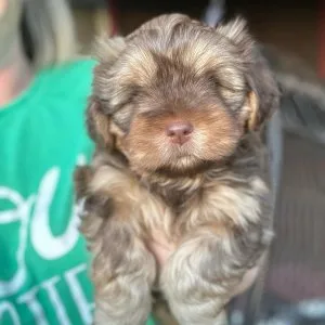 Two 3 month old shorkie puppies
