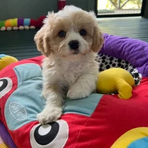 Adorable cavachon puppies