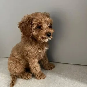 Purebred toy poodles puppies ready for forever home only 2 male