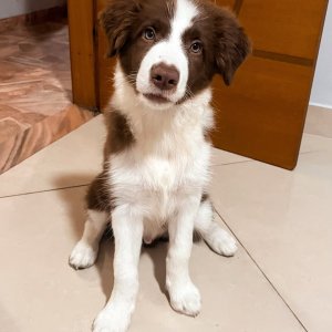 Border collie puppies for adoption