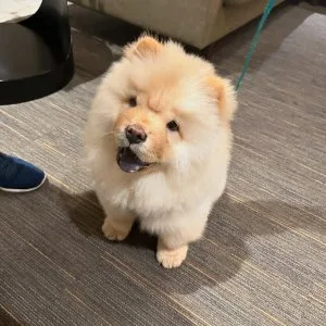 Chow chow puppies for sale