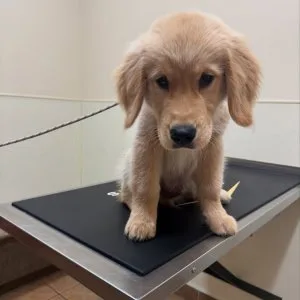 Golden retriever puppies