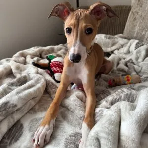 Italian greyhound puppies