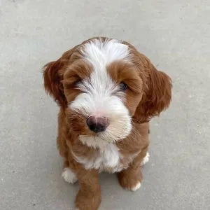 Labradoodle puppies for good homes