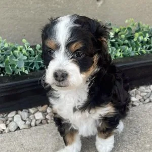 Beautiful mini bernedoodle puppy for sale