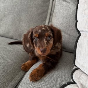 Dachshund puppies for adoption