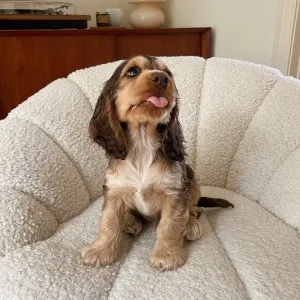 Cocker spaniel puppies for adoption