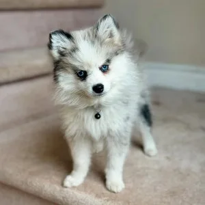 Male and female pomsky puppies for sale