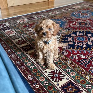Beautiful cavoodle puppy health tested parents