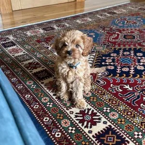 Beautiful cavoodle puppy health tested parents