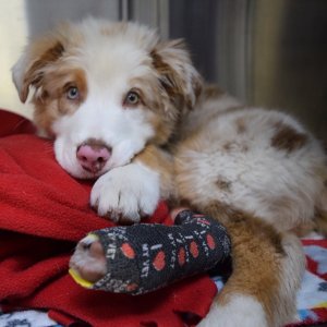 Australian shepherd puppies